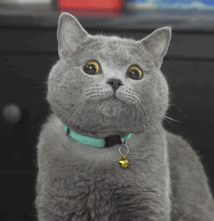 家里猫砂不就够了？教你几招民间自制应急办法(图11)