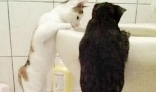 女子早上打算洗漱完 发现猫咪蹲在马桶旁边 走过来再一看 不很淡定了(图1)