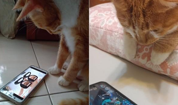 被收留橘猫5年 怕90岁老人反对过敢带回去家 而大家哄然变猫奴(图1)