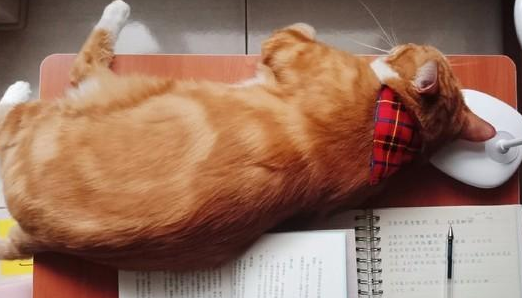 被收留橘猫5年 怕90岁老人反对过敢带回去家 而大家哄然变猫奴(图3)