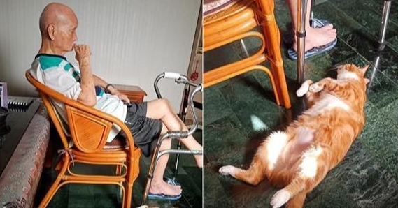被收留橘猫5年 怕90岁老人反对过敢带回去家 而大家哄然变猫奴(图5)