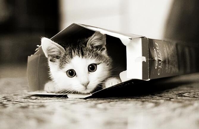 猫咪迷惑行为解析 不懂就“白养”了(图2)