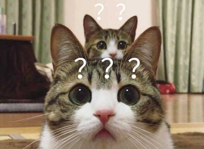 猫咪迷惑行为解析 不懂就“白养”了(图1)