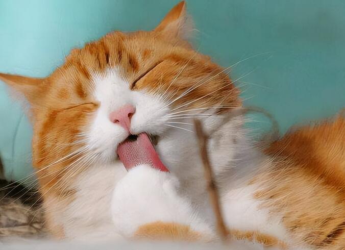 猫咪迷惑行为解析 不懂就“白养”了(图3)