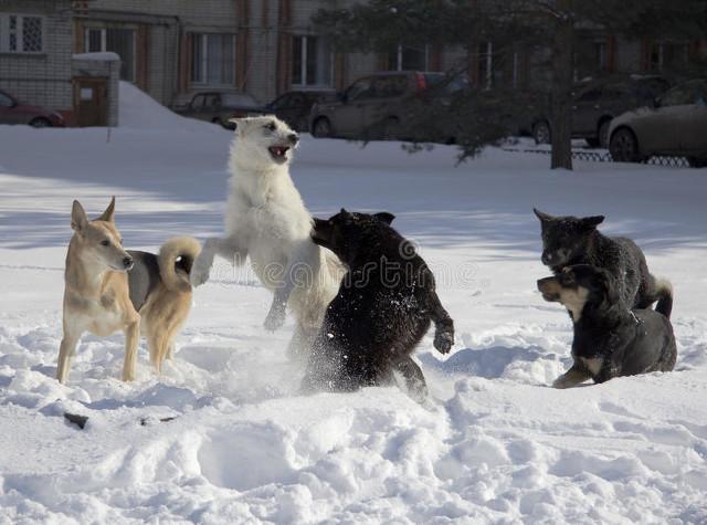 农村土狗怎地最爱拉帮结派?原来狗的世界也分等级(土狗为什么不要经常打架)(图8)