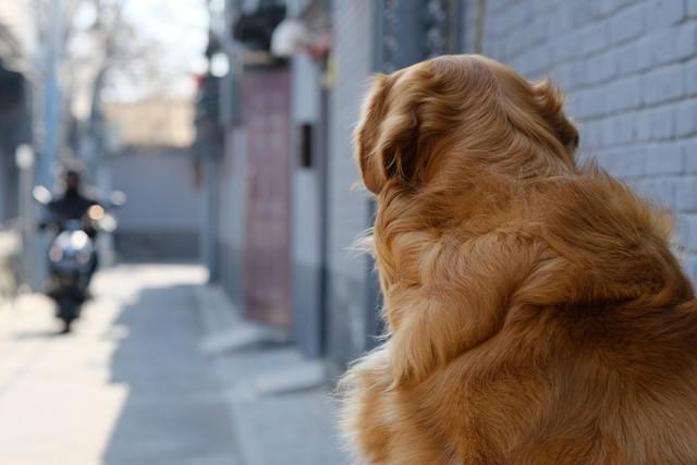农村土狗怎地最爱拉帮结派？原来狗的世界也分等级（土狗为什么不要经常打架）(图7)
