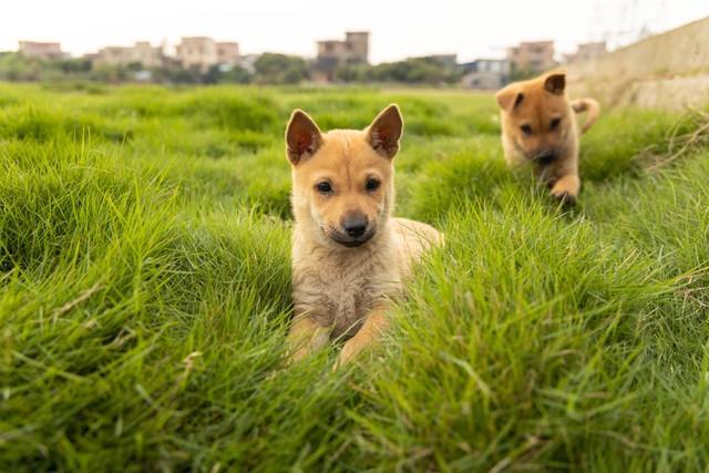 农村土狗怎地最爱拉帮结派？原来狗的世界也分等级（土狗为什么不要经常打架）(图1)