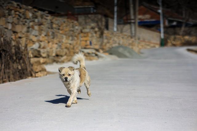 农村土狗怎地最爱拉帮结派?原来狗的世界也分等级(土狗为什么不要经常打架)(图2)