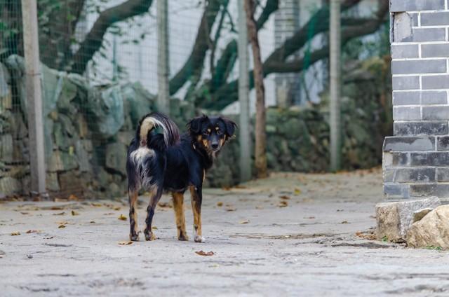 农村土狗怎地最爱拉帮结派？原来狗的世界也分等级（土狗为什么不要经常打架）(图4)