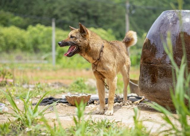 农村土狗怎地最爱拉帮结派？原来狗的世界也分等级（土狗为什么不要经常打架）(图6)