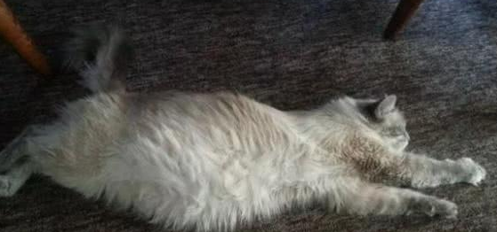 收留了一只没怀孕的流浪猫 注意到它生呀小猫后 女主更是直呼养不起(图1)