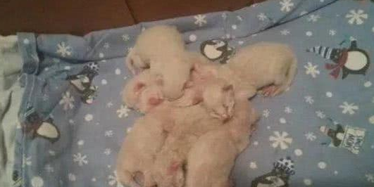 收留了一只没怀孕的流浪猫 注意到它生呀小猫后 女主更是直呼养不起(图2)