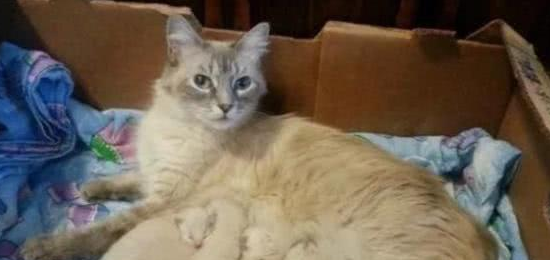 收留了一只没怀孕的流浪猫 注意到它生呀小猫后 女主更是直呼养不起(图3)