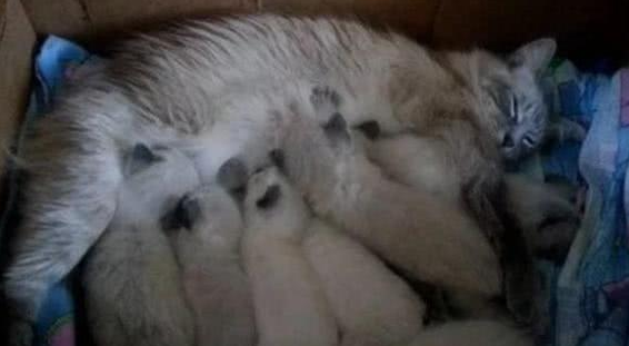 收留了一只没怀孕的流浪猫 注意到它生呀小猫后 女主更是直呼养不起(图4)