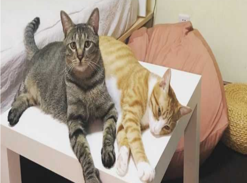 早出晚归的程序员要如何在一个租的12平的小房间里养一只猫？(图1)