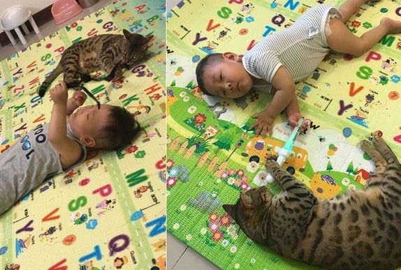 代班上网看电视的保姆猫温柔如水陪伴在身边弟弟超受用！(图2)