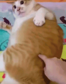 为什么不有点猫咪比较喜欢摇尾巴 有点猫却很寂静？跟主人家庭饲养或者(图1)