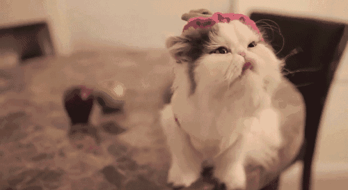 为什么不有点猫咪比较喜欢摇尾巴 有点猫却很寂静？跟主人家庭饲养或者(图5)