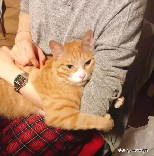 为什么不有点猫咪比较喜欢摇尾巴 有点猫却很寂静？跟主人家庭饲养或者(图6)