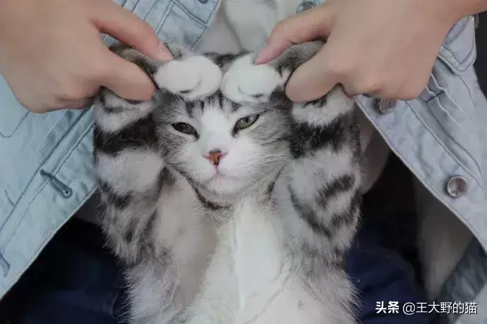 为什么不有点猫咪比较喜欢摇尾巴 有点猫却很寂静？跟主人家庭饲养或者(图7)