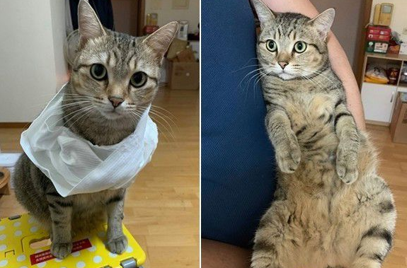 猫咪轻功纸箱上飘猫奴：想气死娘亲我吗(图1)