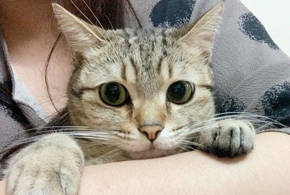 猫咪轻功纸箱上飘猫奴：想气死娘亲我吗(图2)