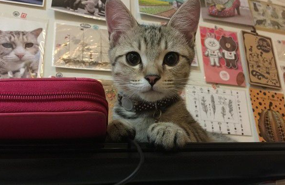 猫咪轻功纸箱上飘猫奴：想气死娘亲我吗(图4)