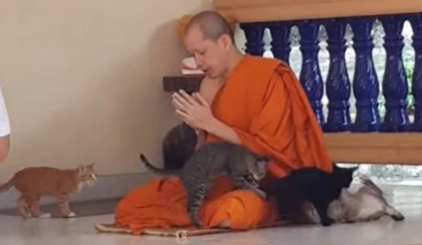 4只漂泊小猫干扰和尚念经 场面动荡！但和尚心若止水(图1)