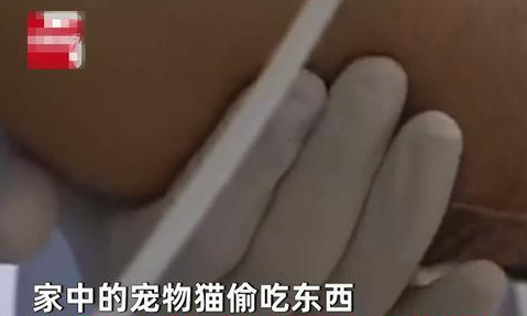 小猫偷嘴东西 男子打它再看看反被咬 小腿病菌感染肿得像气球(图1)