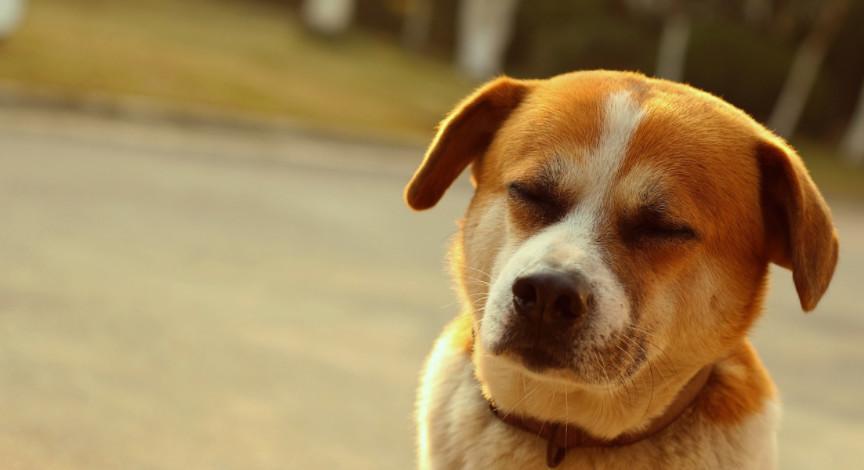中华田园犬体质远远胜过宠物犬 因四点特质屈指可数患有疾病 值得去爱国人好好的珍惜！（中华田园犬的好处与坏处）(图4)