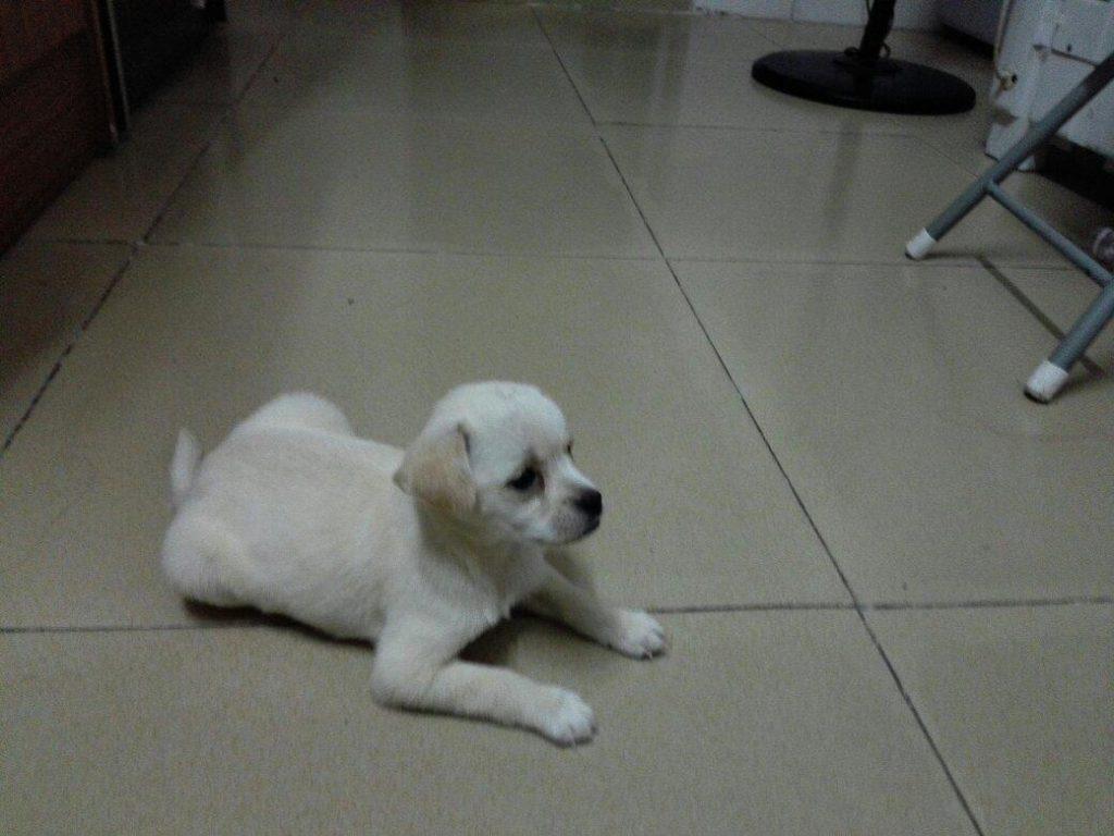 中华田园犬体质远远胜过宠物犬 因四点特质屈指可数患有疾病 值得去爱国人好好的珍惜！（中华田园犬的好处与坏处）(图5)