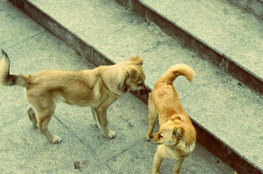 中华田园犬体质远远胜过宠物犬 因四点特质屈指可数患有疾病 值得去爱国人好好的珍惜！（中华田园犬的好处与坏处）(图7)