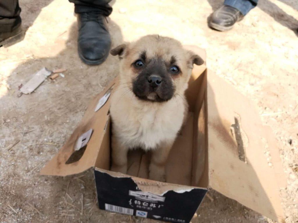 中华田园犬体质远远胜过宠物犬 因四点特质屈指可数患有疾病 值得去爱国人好好的珍惜！（中华田园犬的好处与坏处）(图8)