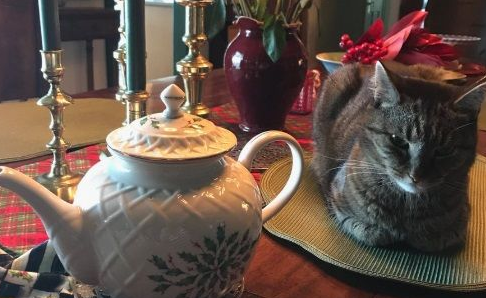 猫毒越来越扩撒大牌儿演员都逃当然了猫咪的诱惑(图1)