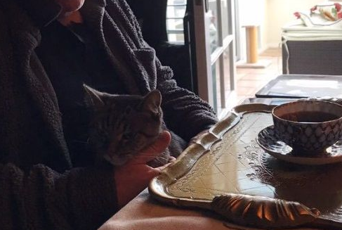 猫毒越来越扩撒大牌儿演员都逃当然了猫咪的诱惑(图2)