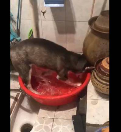 早在养了猫后 二哈突然变老老实实了 这一幕让网友笑喷(图1)