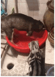 早在养了猫后 二哈突然变老老实实了 这一幕让网友笑喷(图2)