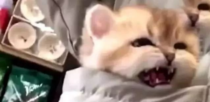 猫咪被主人放进口袋 路人见后禁不住捉弄 猫：再动我发怒了(图1)