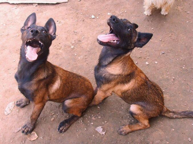 赛级马犬标准 教你挑选品质优良马犬（纯种马犬能长多大）(图1)