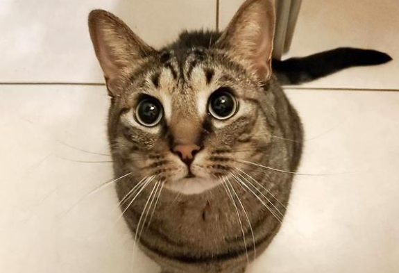 武汉同事暗黑帮帮忙喂猫 猫咪走丢了后 反遭主人发贴子吐糟！(图1)