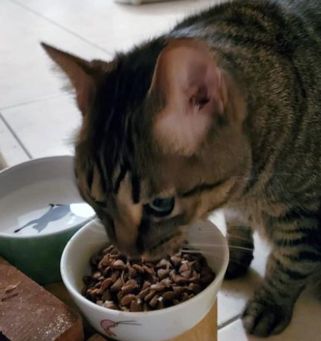 武汉同事暗黑帮帮忙喂猫 猫咪走丢了后 反遭主人发贴子吐糟！(图2)