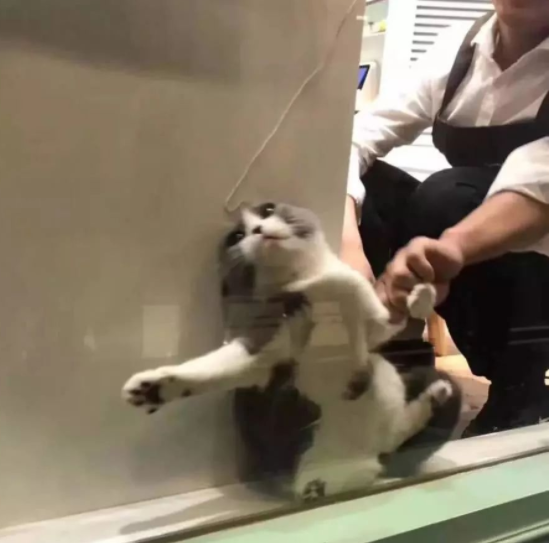 为躲开检查 猫咪窜进墙缝 店员捞了半天后是只是徒劳：我记住你了(图1)