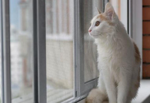 主人出门儿忘关窗 回家了发现猫咪不见了 望着窗外就吓愣住(图1)