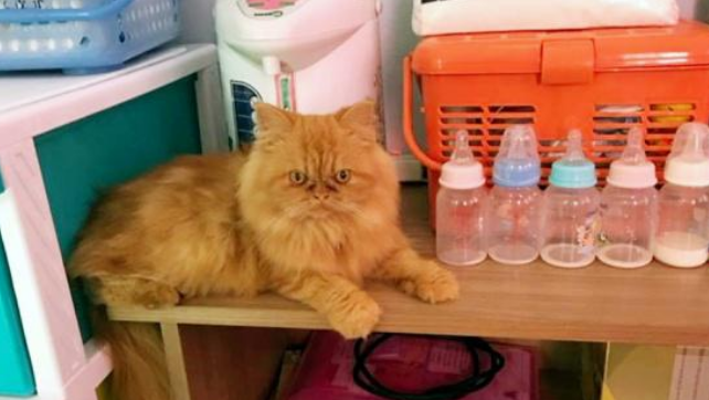 主人出门儿忘关窗 回家了发现猫咪不见了 望着窗外就吓愣住(图2)