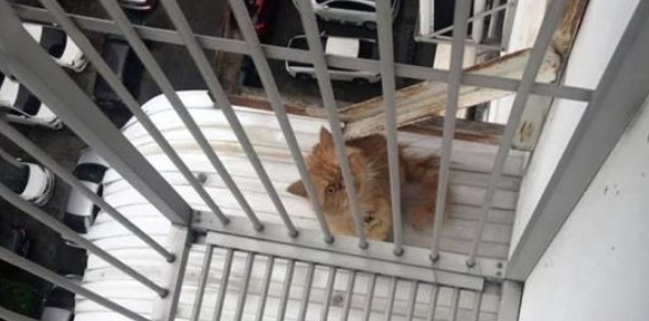 主人出门儿忘关窗 回家了发现猫咪不见了 望着窗外就吓愣住(图3)