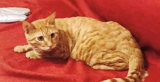 在邻居家买回一只猫 返回到家它却自己洗澡吗(图3)