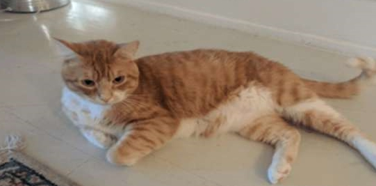 在邻居家买回一只猫 返回到家它却自己洗澡吗(图2)