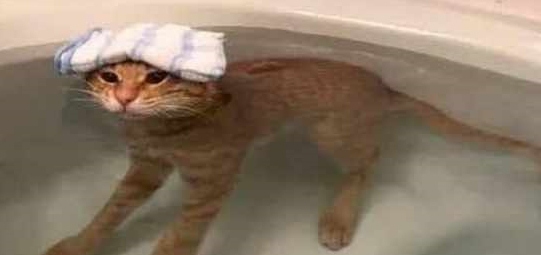 在邻居家买回一只猫 返回到家它却自己洗澡吗(图4)