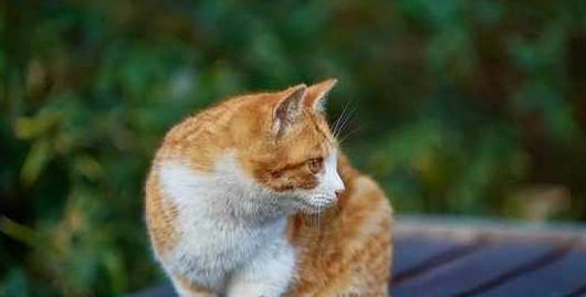 在邻居家买回一只猫 返回到家它却自己洗澡吗(图5)