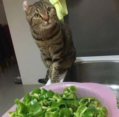 主人一直在厨房做饭 忽然听到猫惨叫声 跑回来这一看以为是猫死了……(图1)